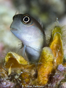 Blenny at Mushroom Rock, Phi Phi Ley by Tobias Reitmayr 